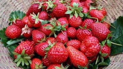 Adevărul despre CĂPŞUNELE pe care le găsim acum în piaţă. NU mai cumpăraţi! 