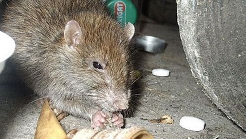 Caz șocant, în centrul Capitalei: un tânăr a fost mușcat de un șobolan