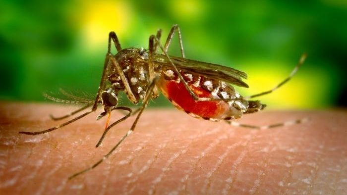 Atenţie la înţepăturile ţânţarilor! Trei cazuri de infecţie cu virusul West Nile, confirmate în Dolj