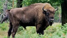 Lovitură grea pentru programul de repopulare a zimbrilor în România. 21 de animale au fost găsite moare în Munții Țarcu