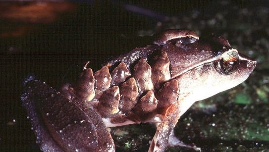 De ce apar negii şi ce legătură au cu sistemul imunitar?