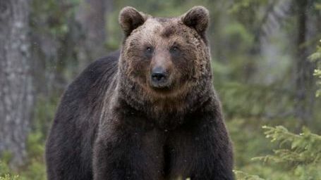 Un bărbat şi un copil, de urgenţă la spital, în Dej. Ce i-au făcut ursoaicei, ca să o enerveze