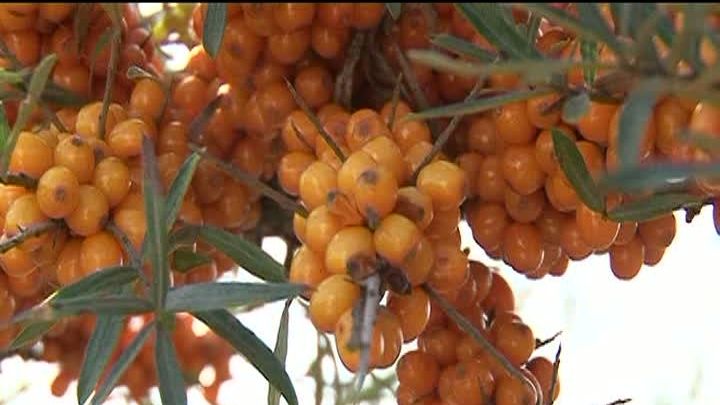 A investit 80.000 de euro într-o afacere cu cătină pe care o vinde în mai multe ţări