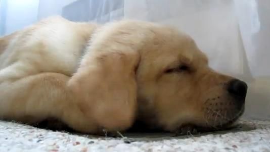 O poveste înduioșătoare! Cățelul care își plânge stăpânul ucis în accident