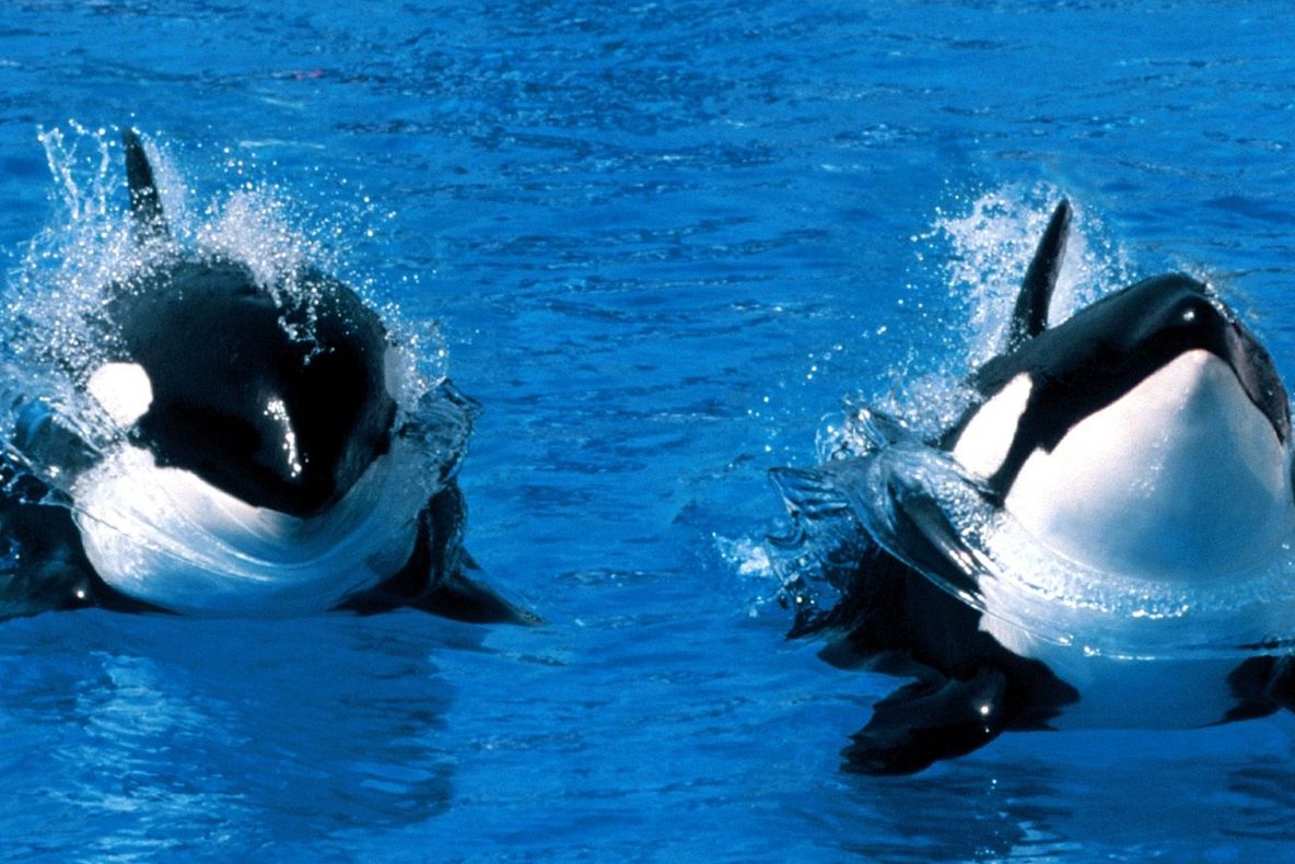 Momente EMOŢIONANTE petrecute între un canotor şi un grup de balene