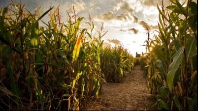 Situație INCREDIBILĂ în Ialomița: Jandarmi prinși la FURAT în lanul de porumb