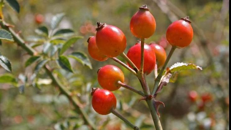 Măceșele și NEBĂNUITELE lor beneficii. Află ce poți trata cu ajutorul lor