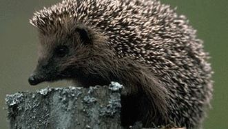 Efectuau o inspecție de rutină în apropierea vizuinii unui arici. Ce au descoperit e uimitor