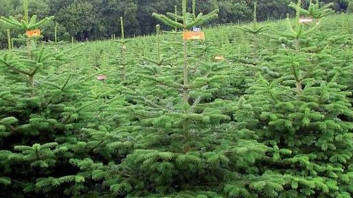 Ce înălţime are cel mai mare brad de Crăciun din lume 