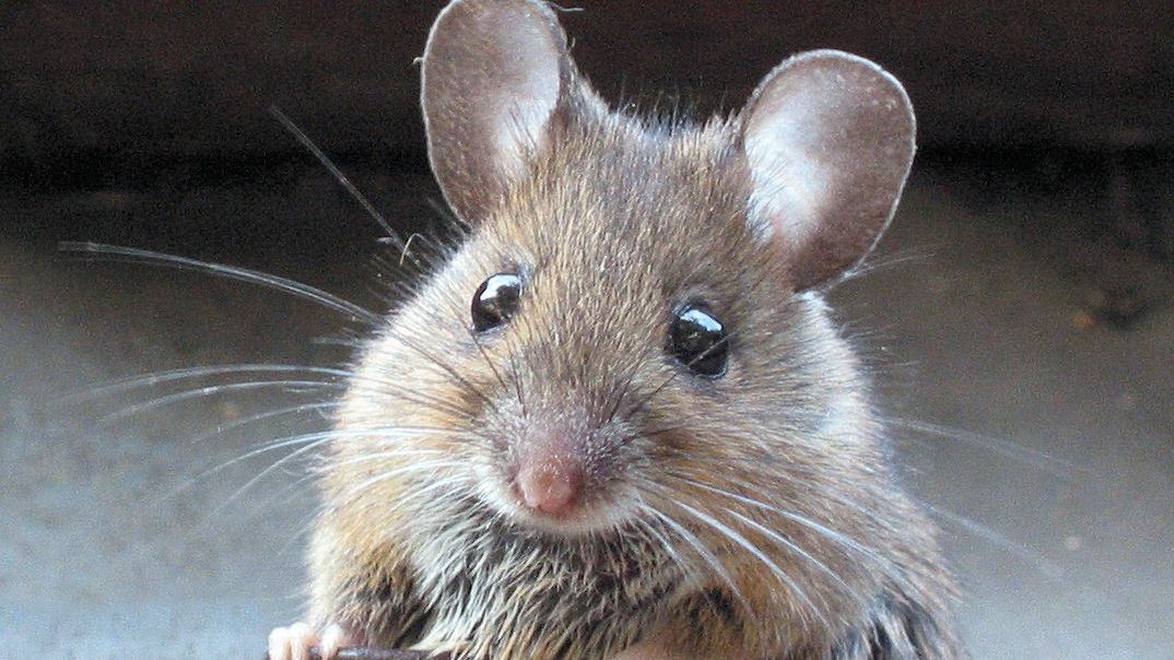 Un şoricel ar putea revoluţiona producţia de analgezice. Iată cum este posibil aşa ceva