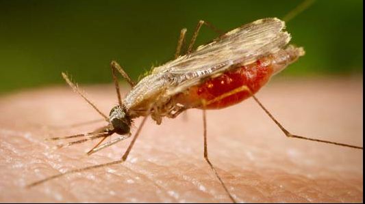 S-a întors din Mozambic în urmă cu o săptămână. Acum este în comă. Iată ce boală a luat