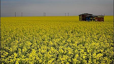 Ce înseamnă, de fapt, când visezi RAPIȚĂ sau lanuri cu această plantă? 