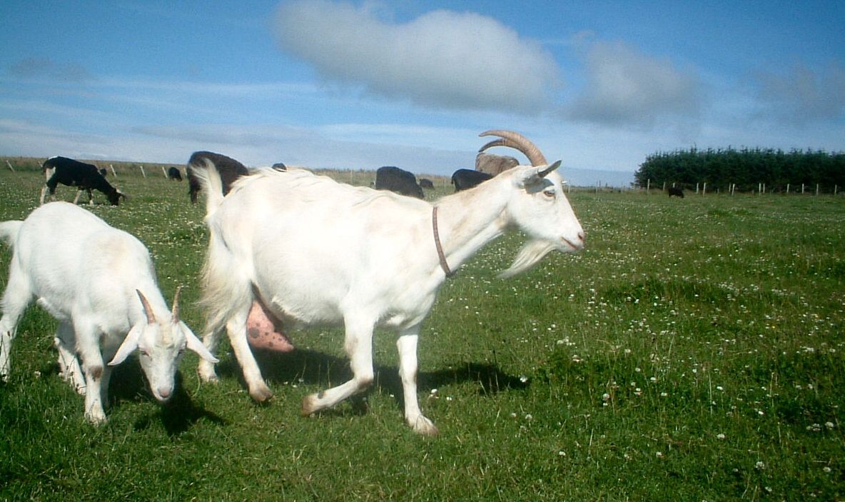 20 de capre, soluţia unui manager pentru a salva oraşul Detroit