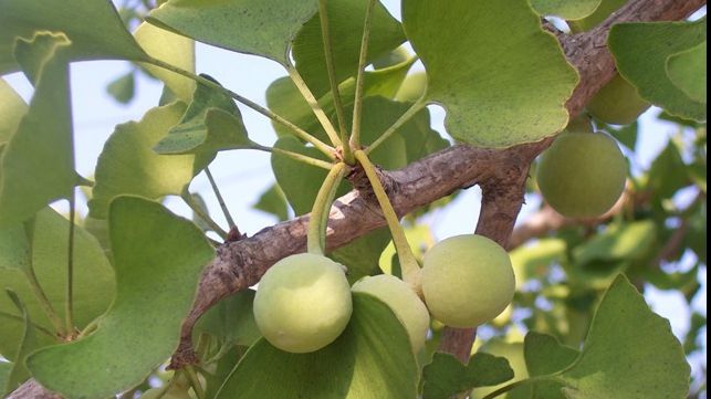 Fresh Refresh. Efectul uimitor al Ginkgo Biloba