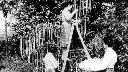 ZIUA PĂCĂLELILOR, 1 APRILIE: Tradiţii şi superstiţii de ZIUA PĂCĂLELILOR