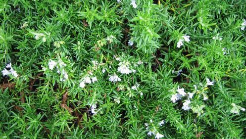 Acestea sunt plantele care îţi menţin creierul sănătos