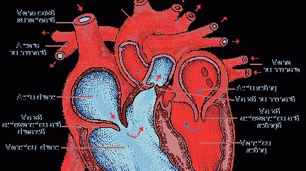 Ce sunt, de fapt, trigliceridele. Toţi medicii ar trebui să spună aceste lucruri!