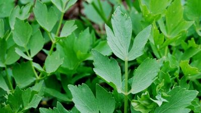 De ce e bine să mesteci două frunze de leuștean înainte și după masă. Vei fi uimit