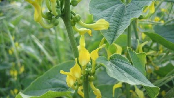 Atenție! O plantă folosită la remedii naturiste în România cauzează cancer