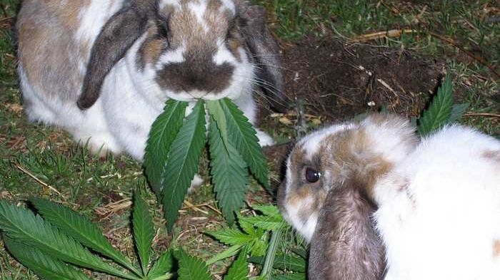 MESAJE DE PAŞTE, SMS-uri de PAŞTE de pe FACEBOOK