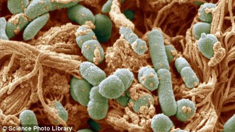 DESCOPERIRE Incredibilul efect al consumului de usturoi