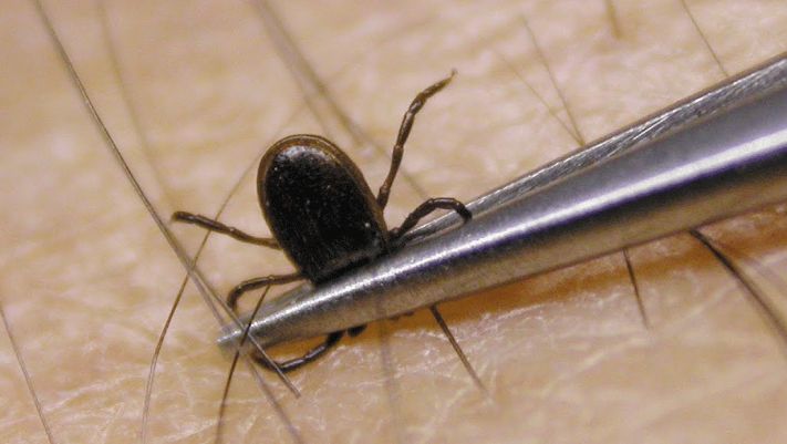 Cum ne ferim de mușcăturile de căpușe