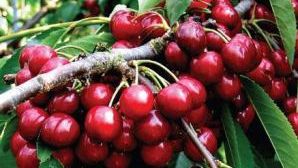 Sâmburii de cireşe, mai toxici decât se credea. Conţin cianură