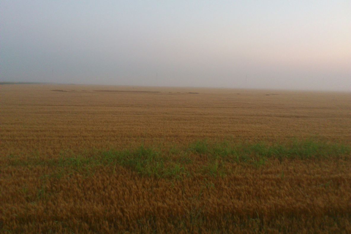 Fetiţă de doi ani, dispărută de acasă, găsită într-un lan de grâu! Familia micuței a trecut prin momente de panică