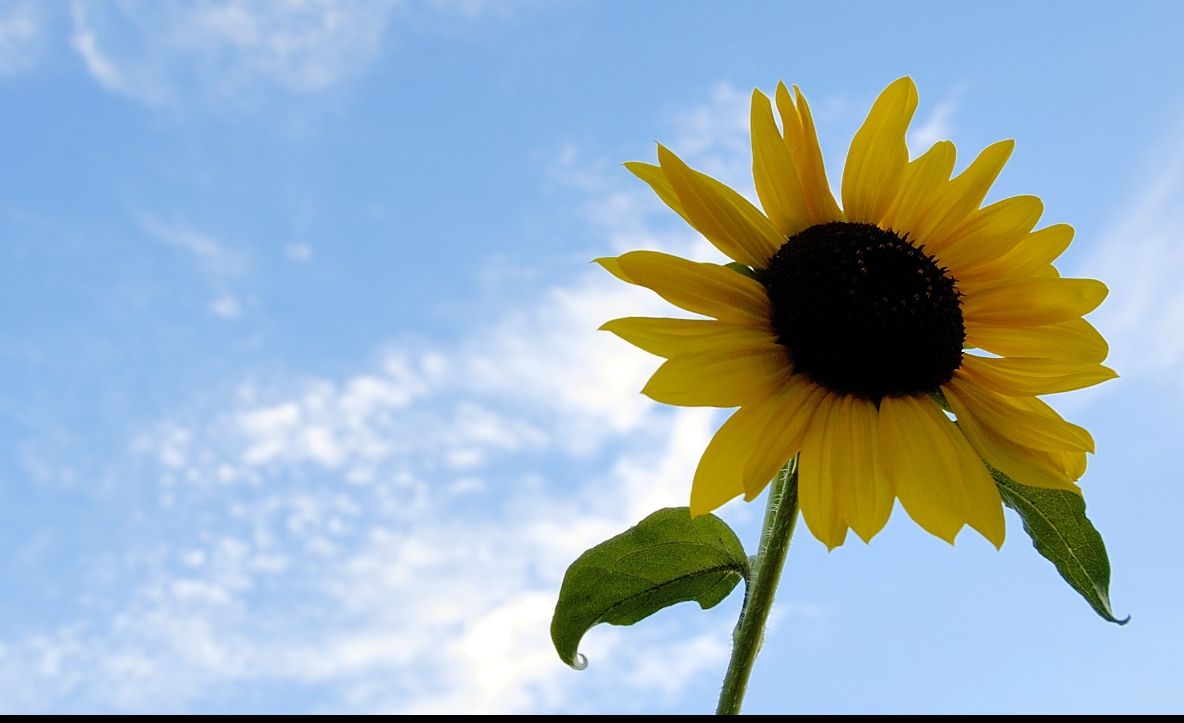 Vor fi ploi în următoarele zile! PROGNOZA METEO pentru următoarele două săptămâni