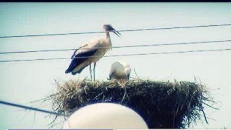 Berzele din Mehedinți, în pericol. Păsările sunt găsite cu răni grave, după zile întregi de agonie VIDEO