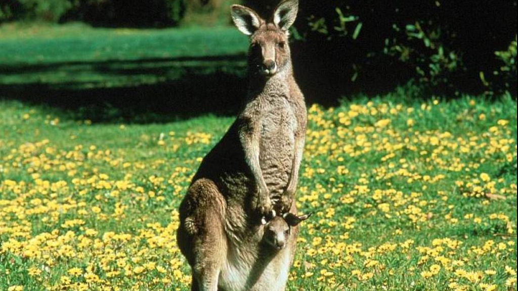 Un cangur fugărit de copii în Arad a fost prins de poliţişti, însă a murit în maşina unui agent