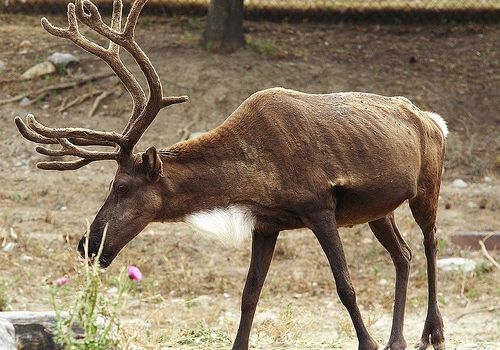 VIDEO Cerb grav rănit, salvat de jandarmii buzoieni după ce a căzut într-o zonă abruptă. Intervenția a durat mai bine de 5 ore