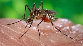 ALARMANT! Numărul infecţiilor cu West Nile, aproape dublu în acest sezon faţă de 2015