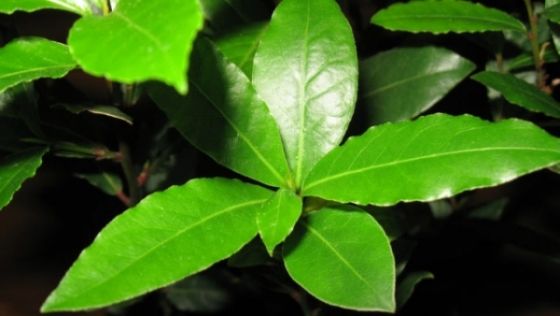 De ce trebuie sa punem FRUNZE de DAFIN în mâncare