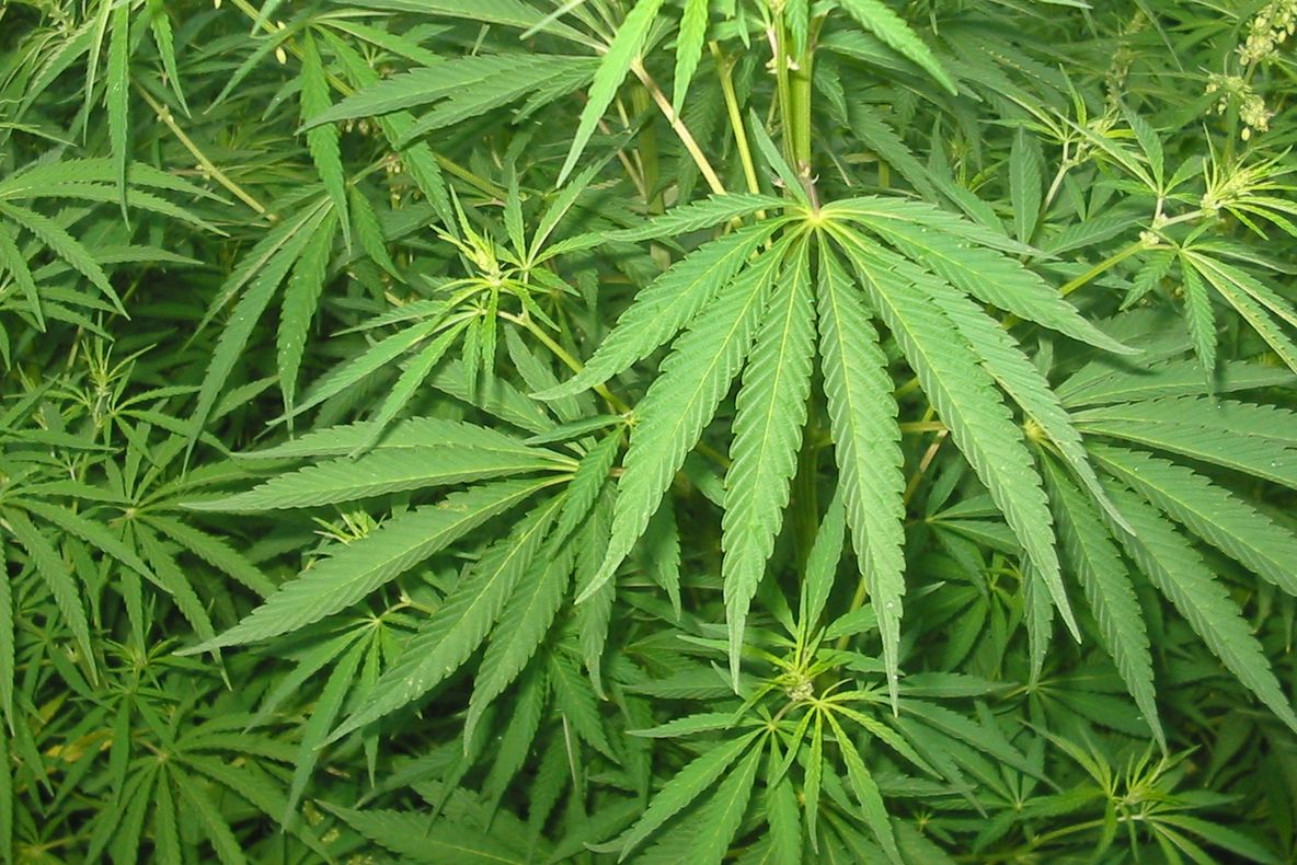 Român arestat în Franța după ce a încercat să transporte 65 de kilograme de cannabis cu un dric