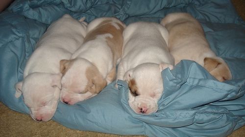 Câini de companie confiscați. Cine a putut să ia o astfel de decizie