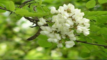 DULCEAŢĂ din flori de salcâm: cea mai simplă reţetă. Va ieşi delicioasă!