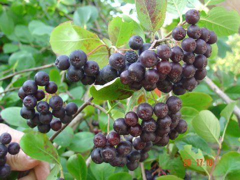 Beneficiile uimitoare ale ARONIEI