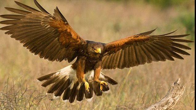 Războiul serviciilor secrete: Un vultur suspectat de spionaj a fost capturat