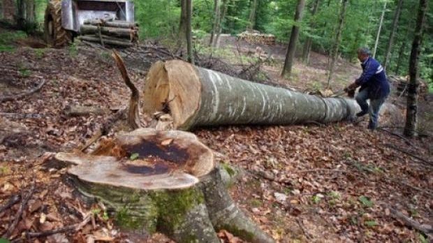 Vehiculele folosite pentru combaterea infracțiunilor silvice, confiscate!