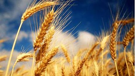 VREMEA se răcește și revin ploile. PROGNOZA METEO în intervalul 7 iulie – 20 iulie