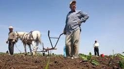 Prăpăd în agricultură: PLOILE au distrus jumătate din culturile de legume