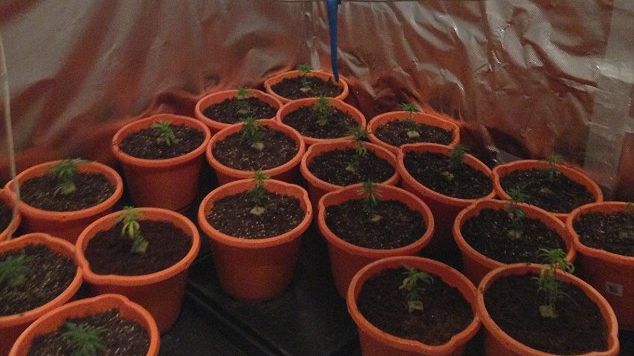 Descoperire şocanţă în curtea unui timişoran. S-a ales cu dosar penal