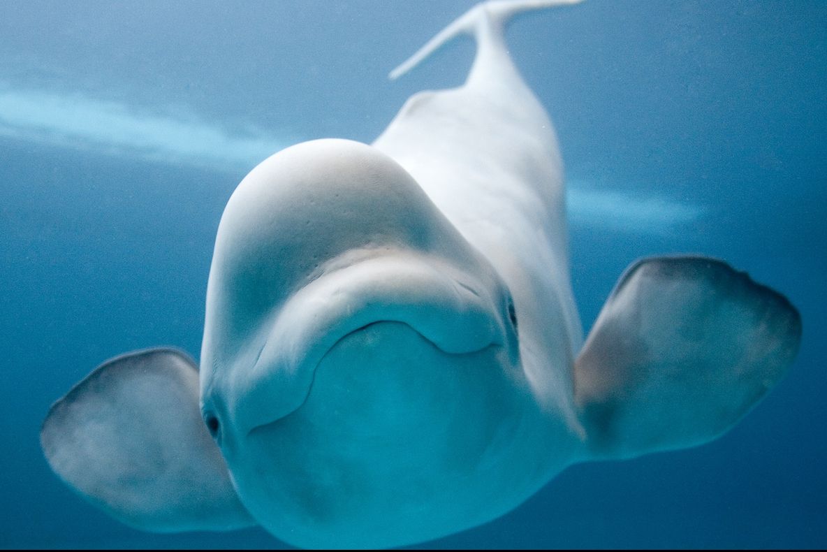 O balenă s-a rătăcit în portul Buenos Aires. Viaţa ei este în pericol