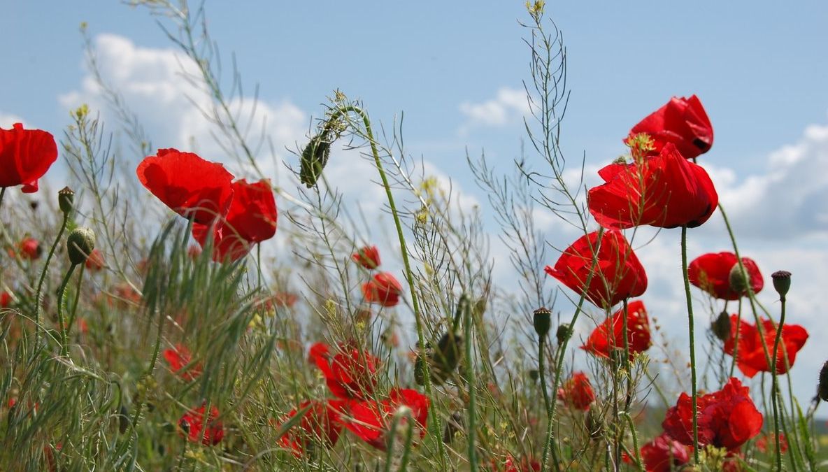 Tratamente naturiste: Afecţiuni care se tratează cu ceai de mac