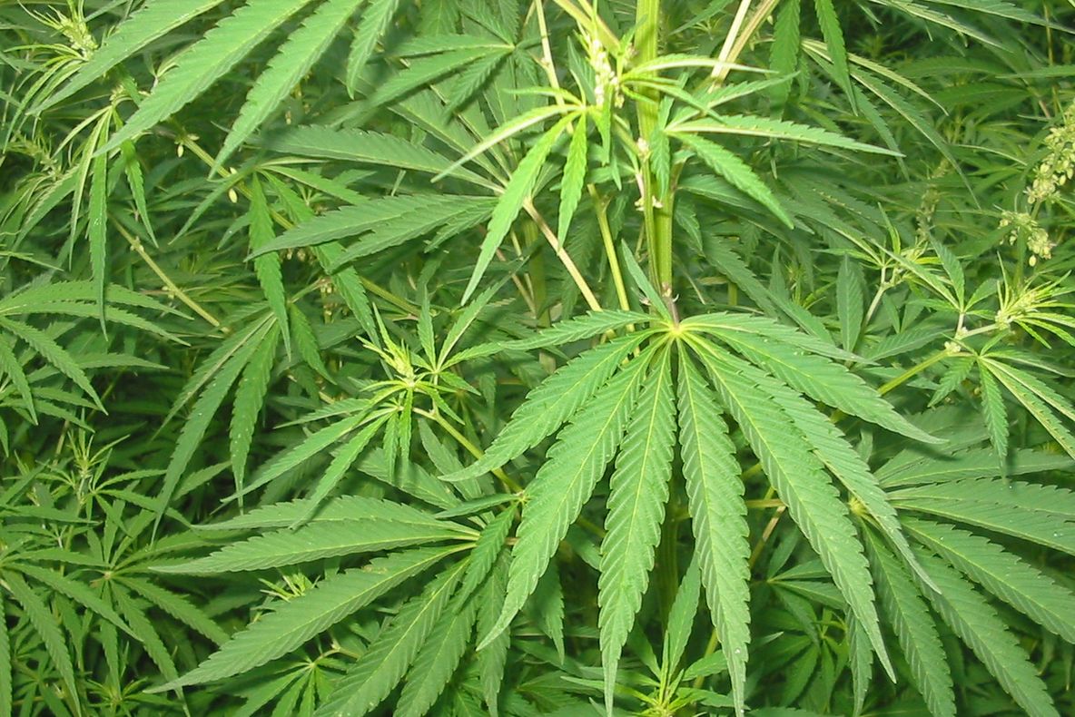 Capitala SUA a spus "da" în referendumul asupra legalizării consumului de canabis în scop recreativ