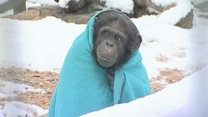 Cum faci față temperaturilor scăzute, în funcție de zodie. Ești în zodia caloriferului sau a băilor în gheață?