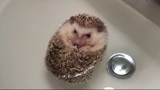 Adorabil! Iată cum strănută un pui de arici