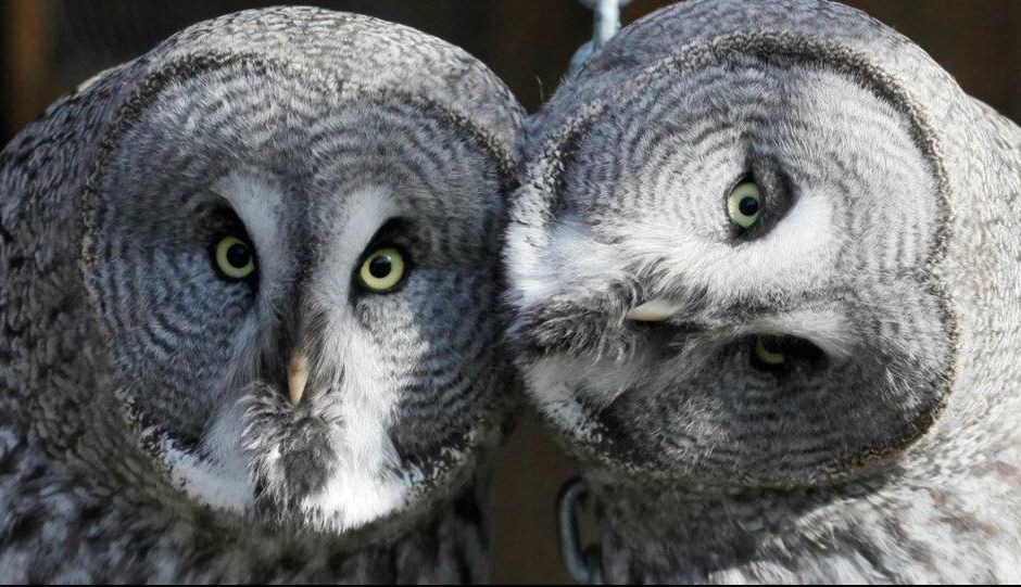 Localul unde poți servi o cafea și mângâia o bufniță