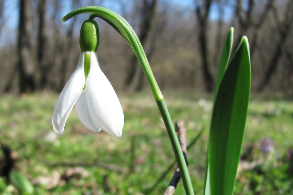 Vine primăvara! Cum vor arăta temperaturile în următoarele două săptămâni 